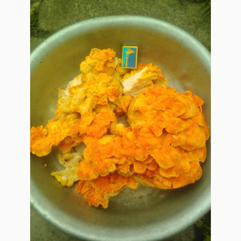 Фото 19. Продам гриб трутовик серно-желтий сушеный 2024 г сбора