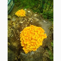 Продам гриб трутовик серно-желтий сушеный 2023 г сбора