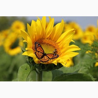 Пропонуємо купити насіння соняшнику Monarch (NS Serbia)