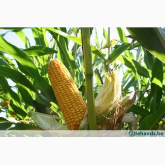 Семена кукурузи ТАР 349 МВ ФАО 290 (Селекта Сидс)