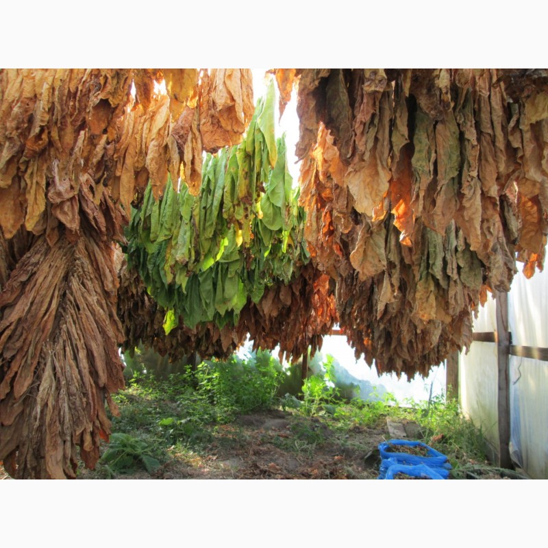 Фото 2. Табак Басма Джебел семена, табак нарезка лапша 1мм и ещё 25 лучших сортов