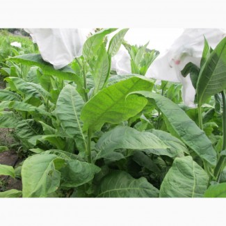 Табак Басма Джебел семена, табак нарезка лапша 1мм и ещё 25 лучших сортов
