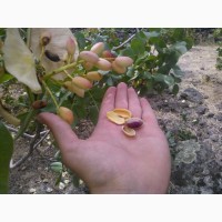 Семена фисташки (10 штук) орехи для сеянцев и саженцев, горіх насіння фісташкі