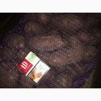 Продам картофель сорт Фламенко калибр 8-9