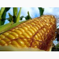 Любава насіння кукурудзи ФАО 240