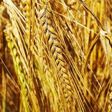 Фото 3. Пшениця, соняшник, соя, кукурудза, ячмінь, ріпак. ЗАКУПКА