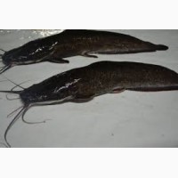 Продам кларієвий сом (екологічно чиста риба)
