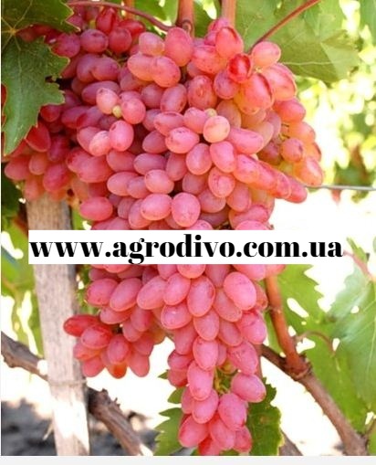 Саженцы столовых сортов винограда в питомнике Агродиво