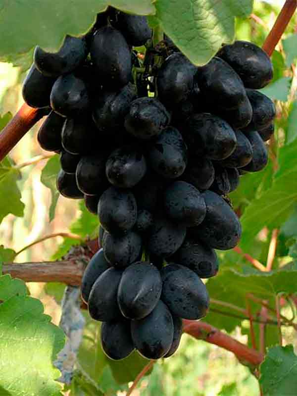Фото 10. Саженцы столовых сортов винограда в питомнике Агродиво