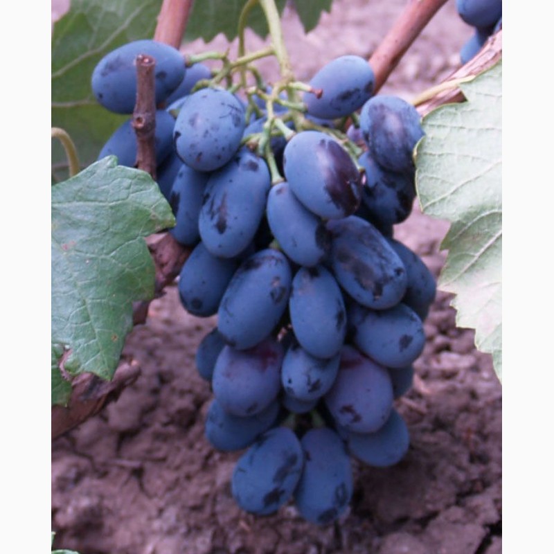 Фото 11. Саженцы столовых сортов винограда в питомнике Агродиво