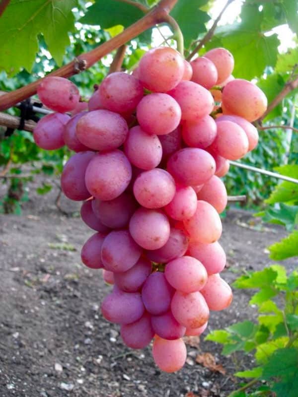Фото 2. Саженцы столовых сортов винограда в питомнике Агродиво