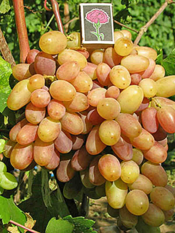Фото 3. Саженцы столовых сортов винограда в питомнике Агродиво