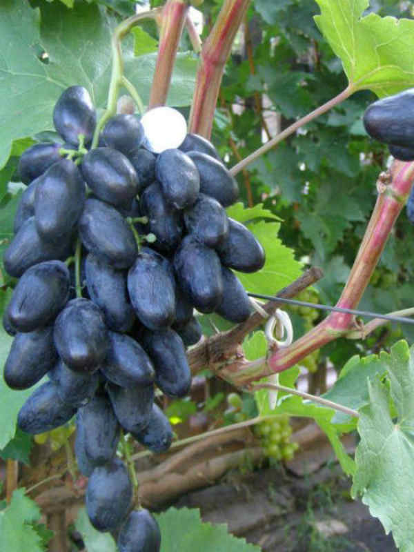 Фото 4. Саженцы столовых сортов винограда в питомнике Агродиво