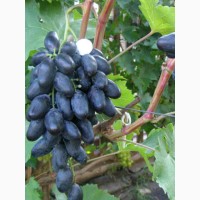 Саженцы столовых сортов винограда в питомнике Агродиво