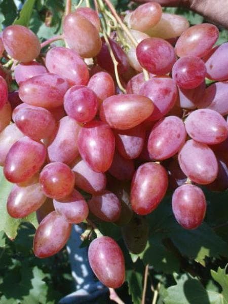 Фото 5. Саженцы столовых сортов винограда в питомнике Агродиво