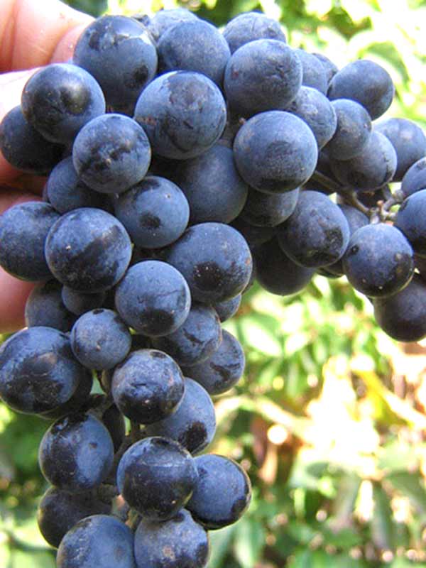 Фото 6. Саженцы столовых сортов винограда в питомнике Агродиво