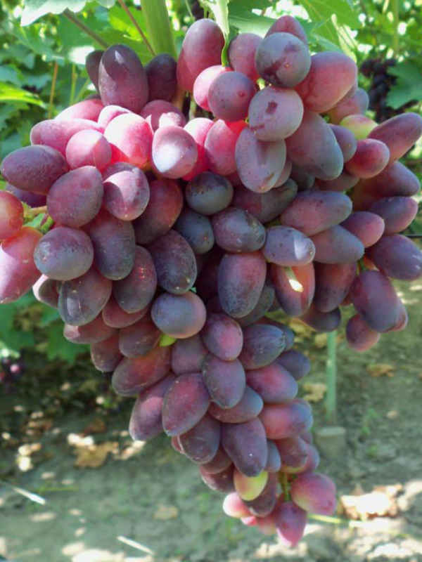 Фото 7. Саженцы столовых сортов винограда в питомнике Агродиво
