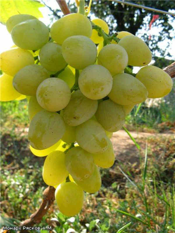 Фото 8. Саженцы столовых сортов винограда в питомнике Агродиво