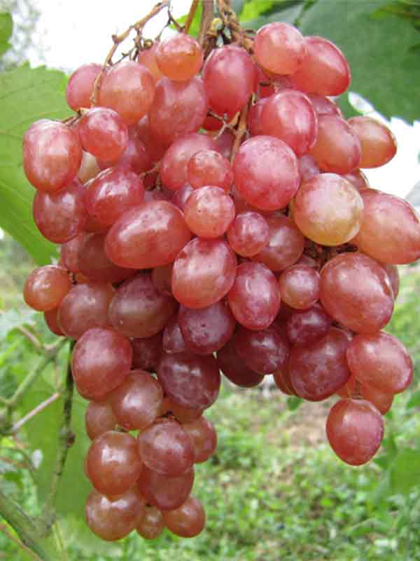 Фото 9. Саженцы столовых сортов винограда в питомнике Агродиво