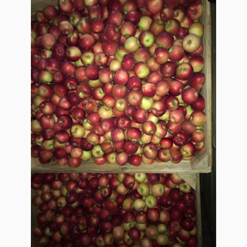 Фото 2. Продам яблука. Сорти: Дикоста, Рубінстар, Чорний принц, Голден, Найдарет, Флоріна