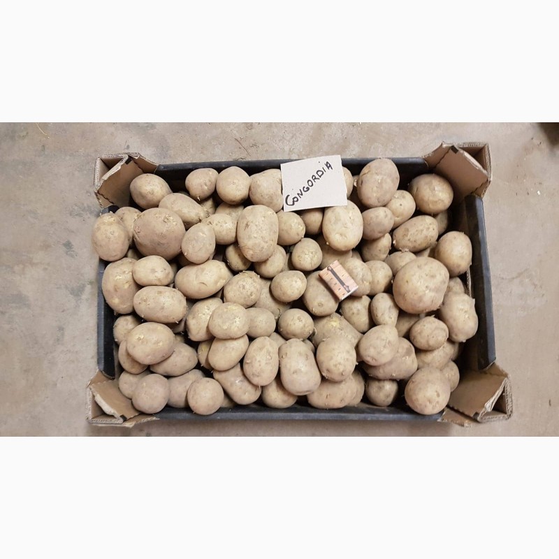 Фото 3. Продам товарный картофель ОПТОМ