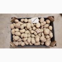 Продам товарный картофель ОПТОМ