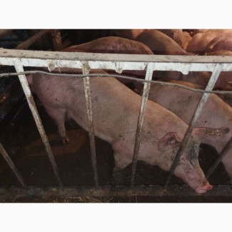 Продам товарных свиней