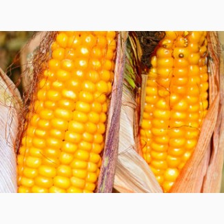 Кукурудза яніс (фао 270) / семена кукурузы по низкой цене
