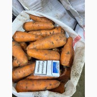 Товарная морковь от производителя