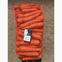 Товарная морковь от производителя