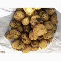 Продам картоплю молодую сорт Ривьера