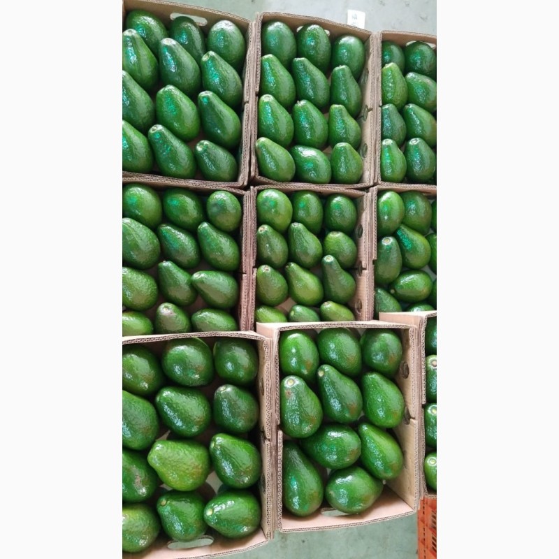 Продамо авокадо з Домінікани