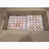 Инкубационное яйцо импорт