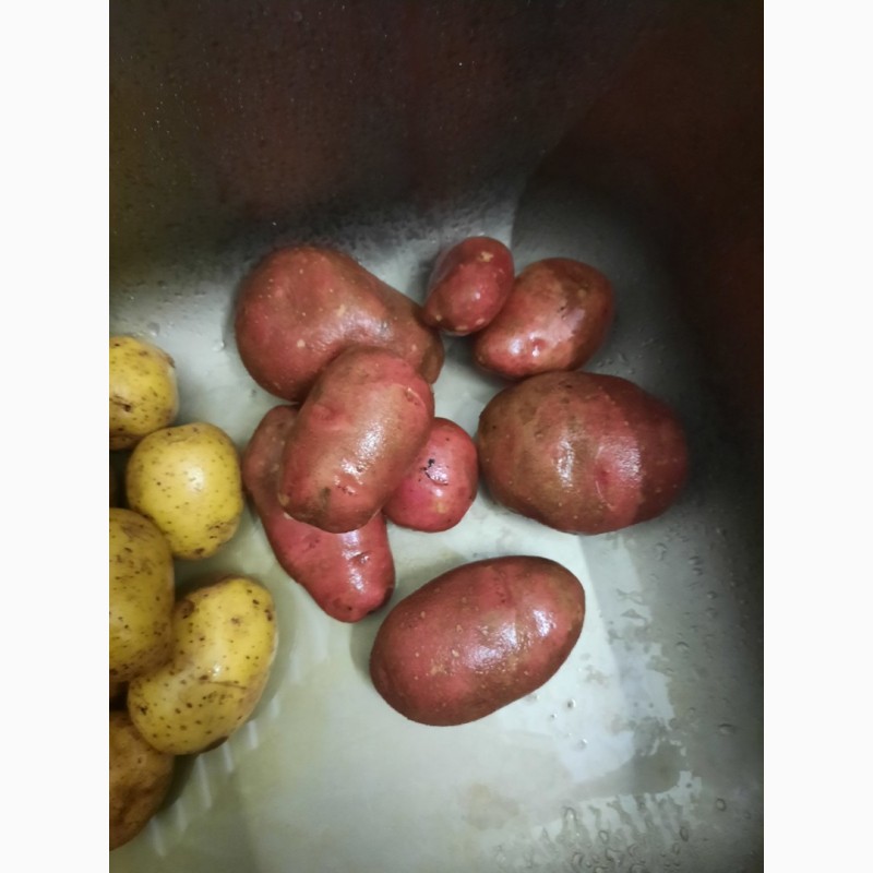 Фото 7. Литовский картофель//красный и желтый//Прямо из Литвы