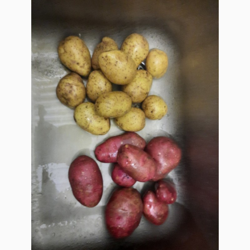 Фото 8. Литовский картофель//красный и желтый//Прямо из Литвы