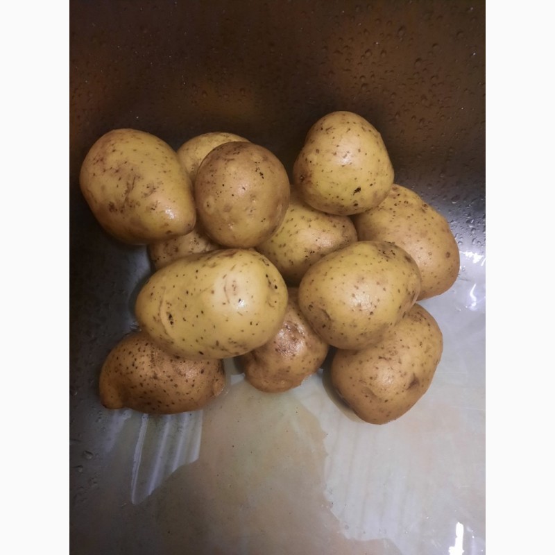 Фото 9. Литовский картофель//красный и желтый//Прямо из Литвы