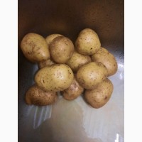 Литовский картофель//красный и желтый//Прямо из Литвы