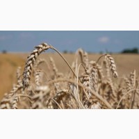 Насіння озимої пшениці Ліра Одеська (реалізуємо від 1т.)