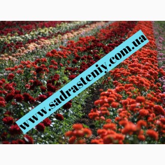 Питомник Сад растений реализует саженцы роз на ВЕСНУ 2024