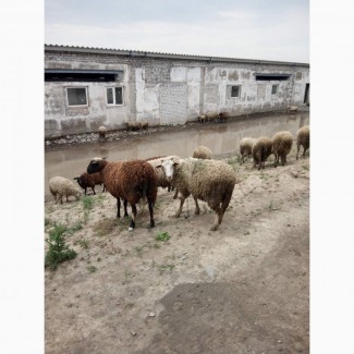 Продам баранов и овец романовской породы