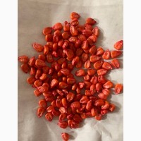 Семена гибрида кукурузы Сарта