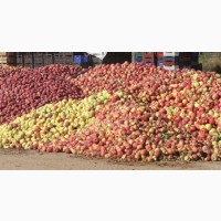 Куплю яблука у великих об#039;ємах!! від 20 тонн