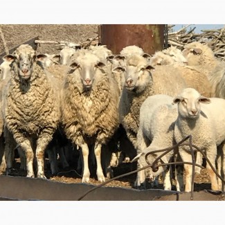 Продам овец цигайской породы. Баранчики, ярочки этого года и зубобрак