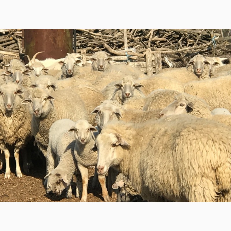 Фото 2. Продам овец цигайской породы. Баранчики, ярочки этого года и зубобрак