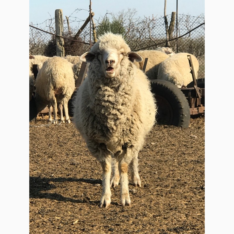 Фото 3. Продам овец цигайской породы. Баранчики, ярочки этого года и зубобрак