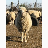 Продам овец цигайской породы. Баранчики, ярочки этого года и зубобрак