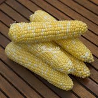 Сладкая кукуруза в початках Ракель биколор
