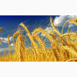 Продам пшеницю від населення
