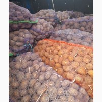 Продам товарну картоплю (насіння), сорти різні