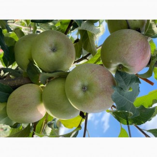 Продам яблука, не пошкоджені хворобами та шкідниками